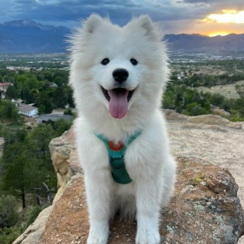 Koda