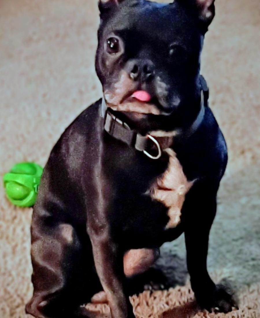 Maximus Cain