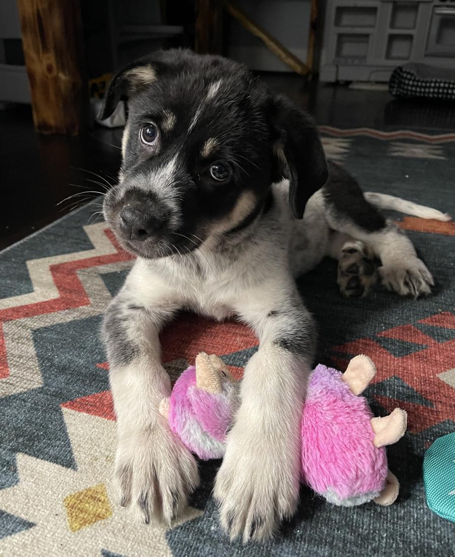 Gracie