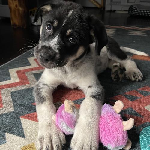 Gracie