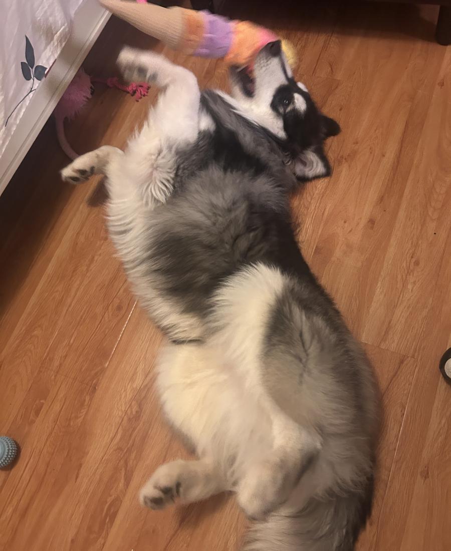 Oreo
