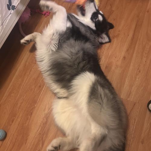 Oreo