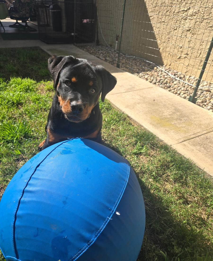 Shiloh