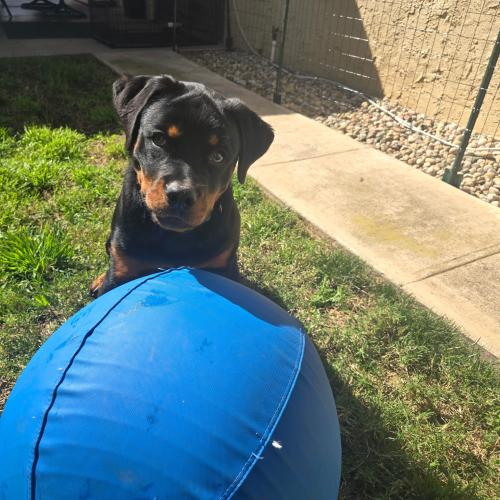 Shiloh