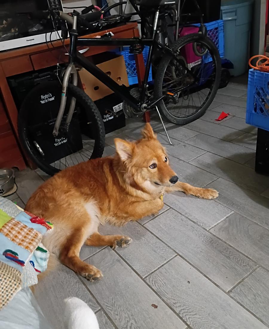 Simba