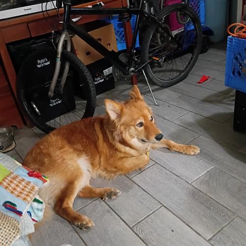 Simba