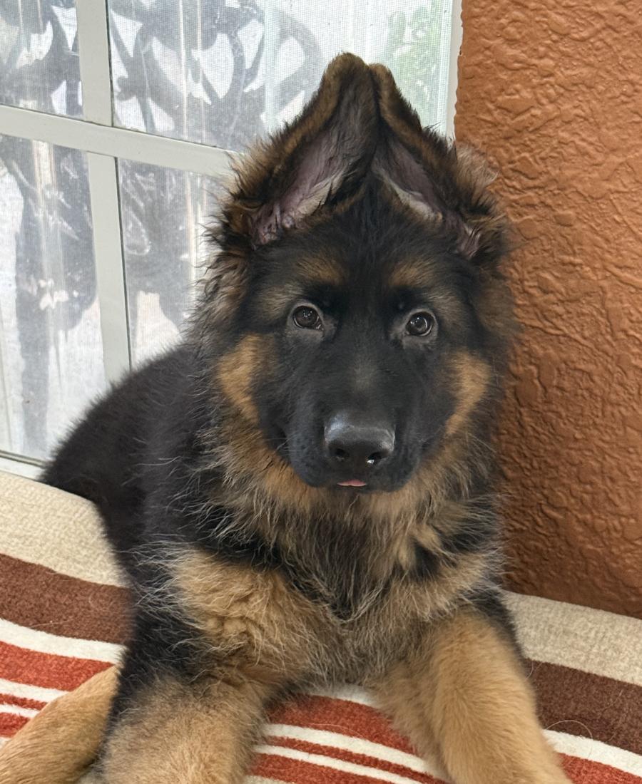 Maximilian