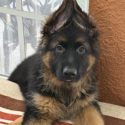 Maximilian