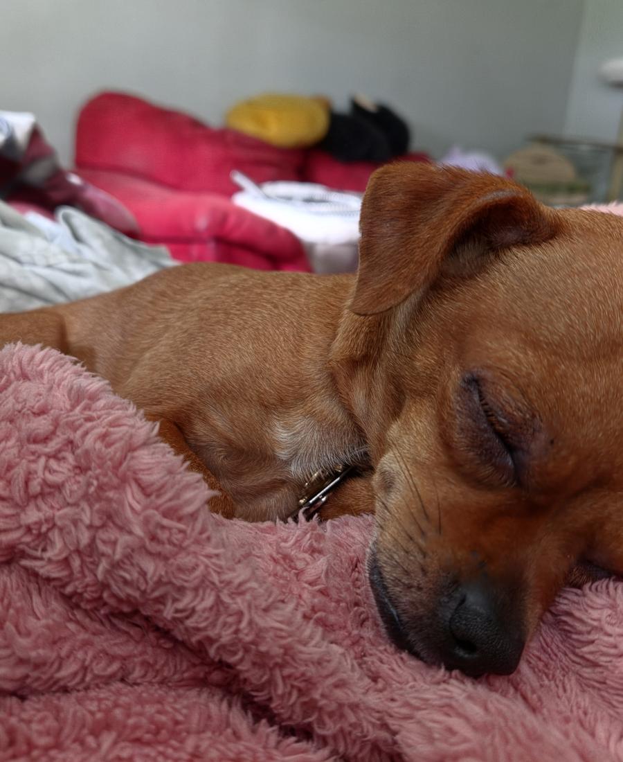 Belladonna/Bella