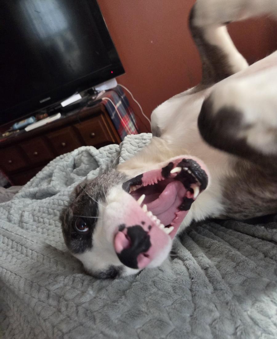 Moxie