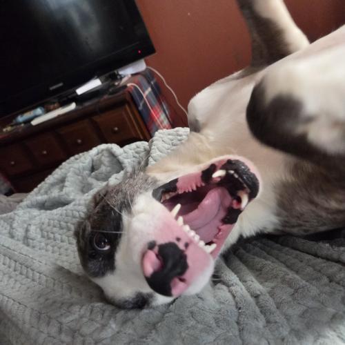 Moxie
