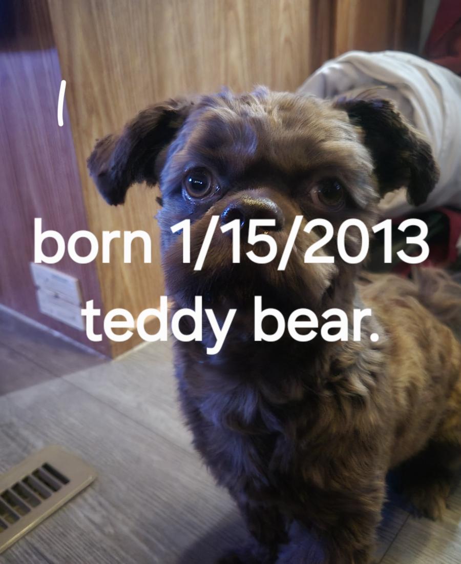 Teddy bear