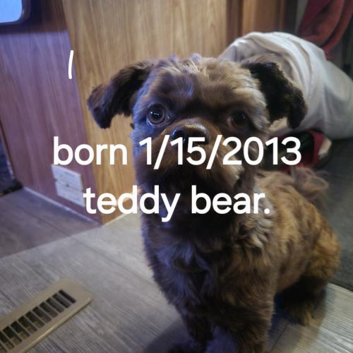 Teddy bear