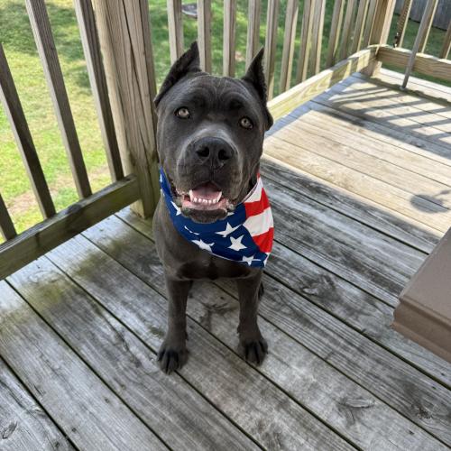 Maximus
