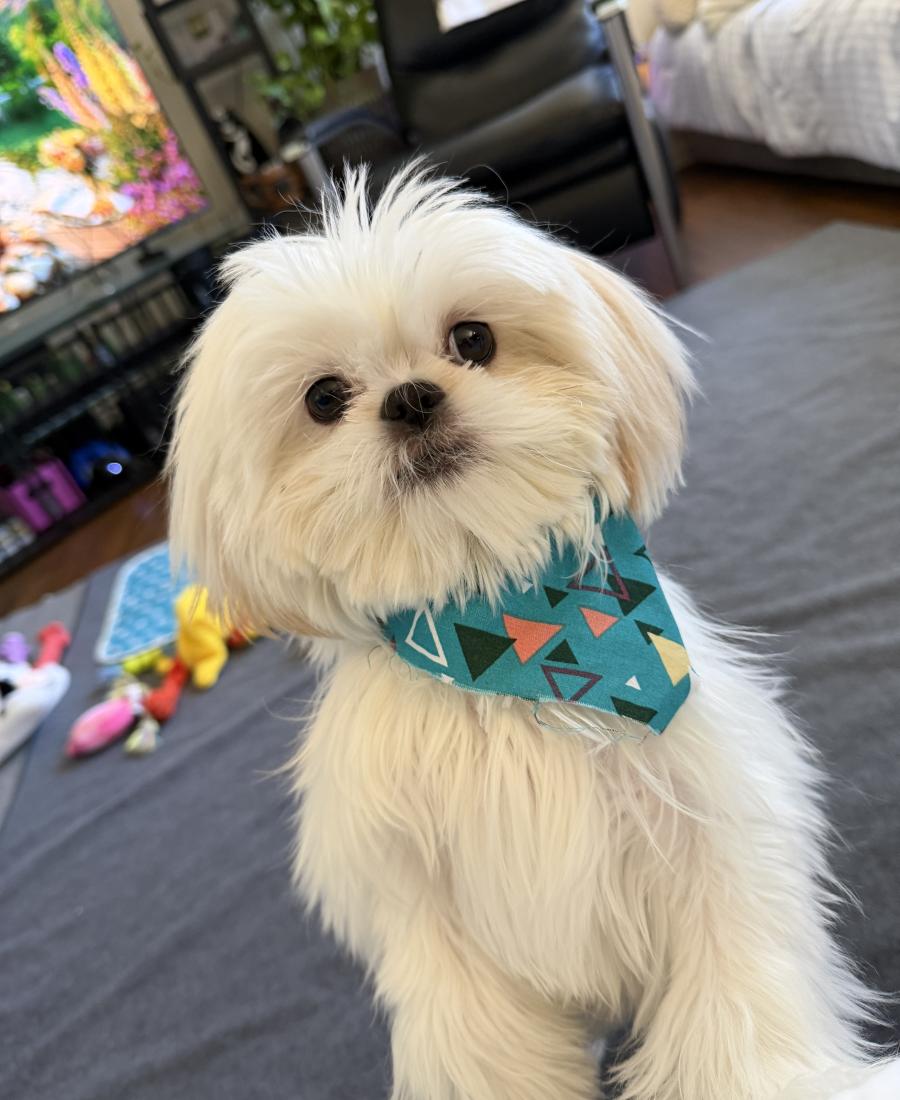Gidget