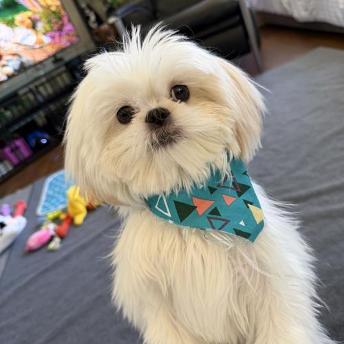 Gidget