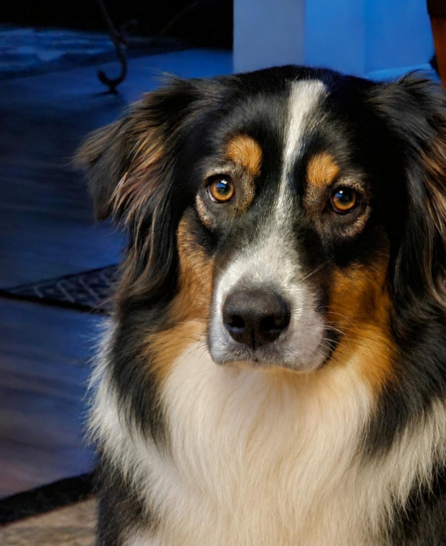 Piper