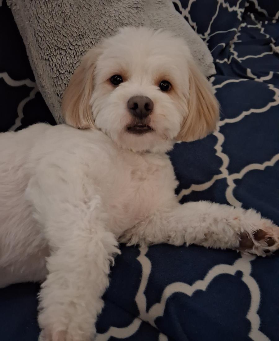 Bentley