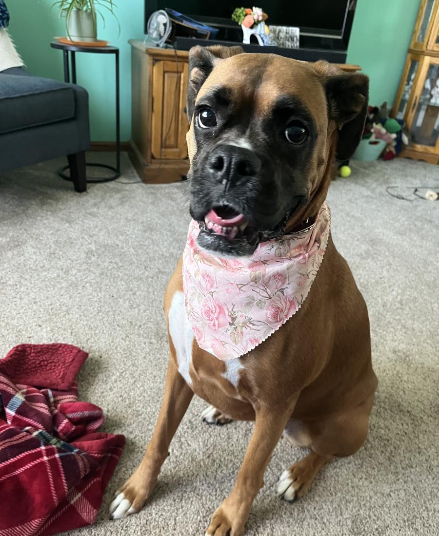 Harley