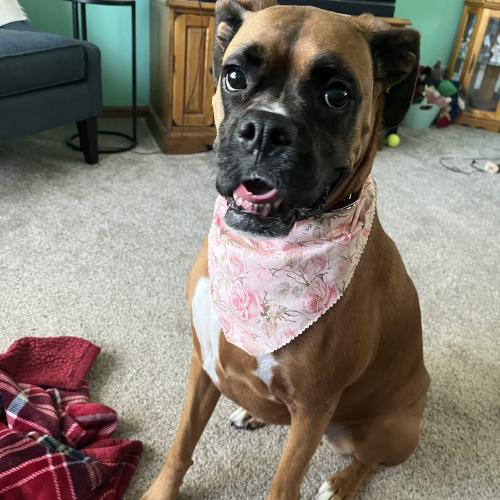 Harley